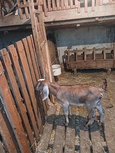 голуби голубей: Продаю | Козлёнок | Нубийская | Для разведения | Племенные — 7