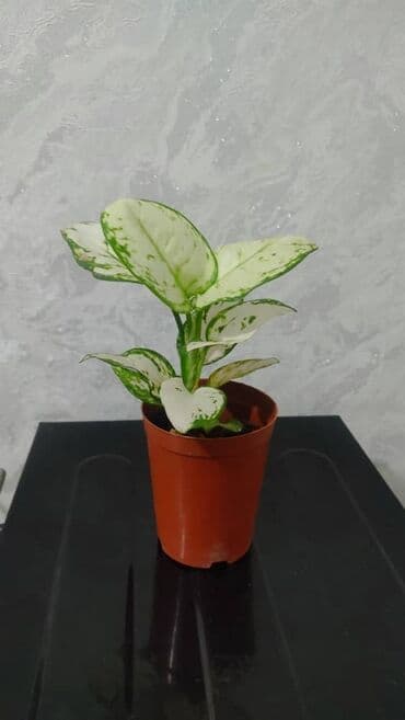 орхидеи в горшке купить с доставкой: Продаю цветы — 8