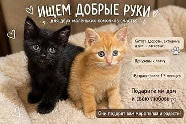 Мышыктар: Котята в добрые и ответственные руки - Возраст: около 1,5 месяцев - — 1
