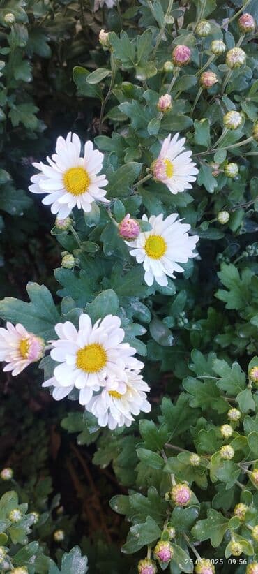 чоп чапкычтар: Осенние садовые хризантемы, многолетние. На фото — разные сортовые — 8