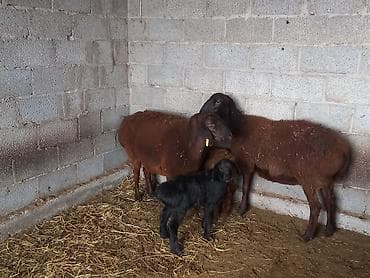 кролики карликовые: Продаю | Овца (самка) | Для разведения | Матка — 10