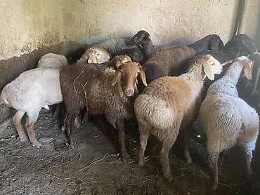 Животные: Продаю | Овца (самка), Ягненок, Баран (самец) | Гиссарская, Полукровка, Эдильбаевская | На забой, Для разведения | Племенные, Кастрированные, Осеменитель — 6