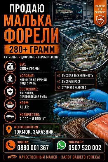 Продаю малька форели 280грамм переболевший 3 раза На речке корм — 1