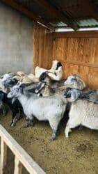 объявления о найденных животных: Сатам | Теке (эркек) | Битал | Көбөйтүү үчүн | Жасалма жол менен боозутуу — 6