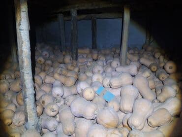 горки для зала фото и цены в бишкеке: Тыква столовая, урожай с собственного поля. Описание: - Сорта — 1