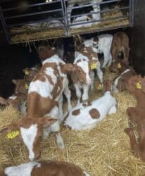 щенок ротвейлера: Продаю | Корова (самка), Бык (самец), Тёлка — 1