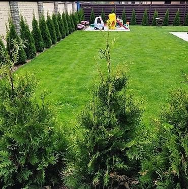 Эпипремнумдар жана сциндапсустар: ✅Посев газона . ✅сеем газон . ✅Сделаем красивый, густой и ровный — 1