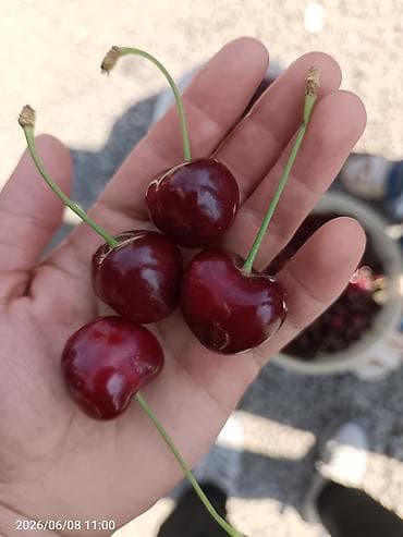 Черешня В розницу