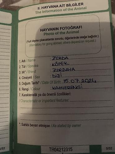 купить той терьера: Порода Собак, Zerdava/Зердава ( ТУРЕЦКАЯ порода собак). Можете за — 8