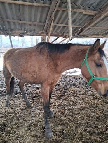 продаю кобыла: Продаю | Кобыла (самка) — 9