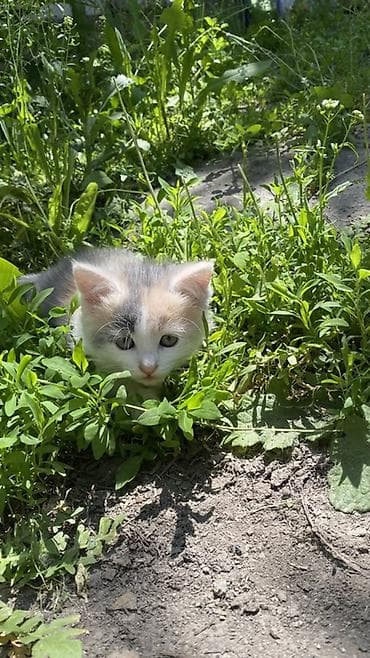 американская вислоухая кошка: 3 месяца, Девочка, Биколор, Приучена к лотку — 5