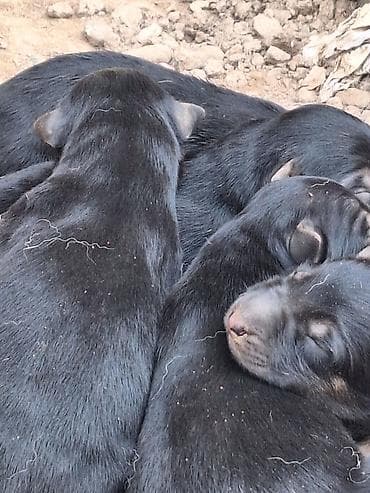 амстафф бишкек: Щенки немецкой овчарки апреля 3 родился - Щенки крепкие, 7000 и 6000 — 3