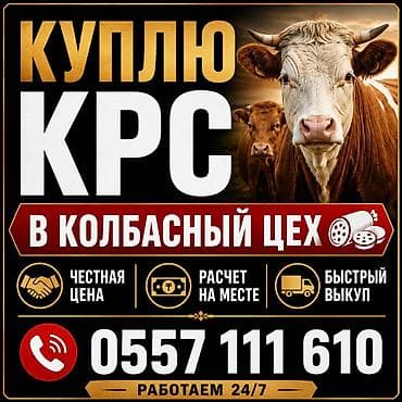 перепелки живые: Колбасный цех : Коровы, быки, | Круглосуточно — 1