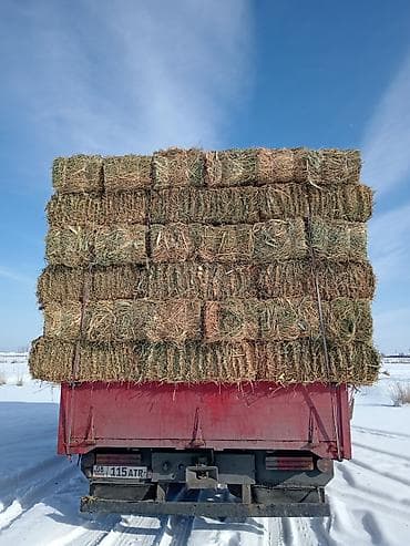 Услуги ветеринара: Сено в тюках (прессованное, 20% с камышом плотный метровый 25 кг -+ - — 2