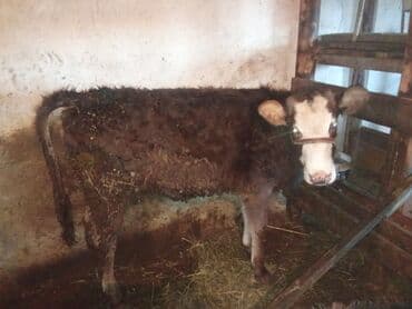 продам коров: Продаю | Музоо, торпок | Полукровка | На откорм — 1