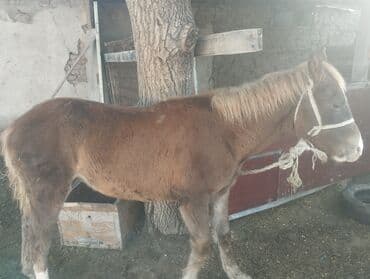 трекер для животных: Продаю | Жеребенок | Для разведения | Племенные — 4