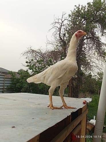 сколько стоит британские кошки: Продаю | Петух | Бойцовая | Для разведения — 4