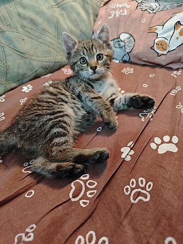 Кошка даром: Беспородная, 2 месяца, Мальчик, Приучена к лотку, Проглистована, С прививками