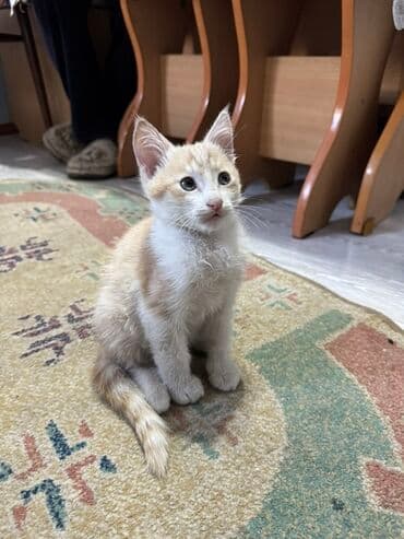 новорожденные котята: Отдадим котят в добрые руки. Котята все едят к лотку приучены — 2