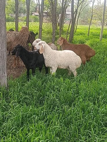 Продаю | Овца (самка) | Полукровка | Для разведения — 2