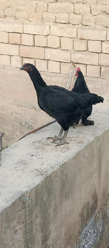 Продаю | Куры | Бойцовая | Для разведения