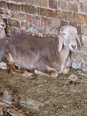 барани: Продаю | Ягненок | Для разведения | Племенные — 2