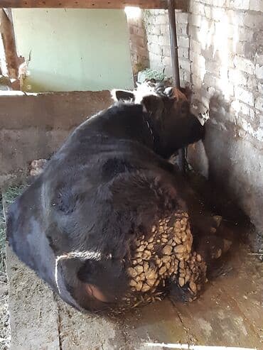 осеменатор коров: Продаю | Бык (самец) | На откорм, На забой | Искусственник — 3