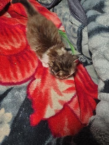 отдам даром котика: Кошка даром: Корниш-рекс, Мальчик — 3