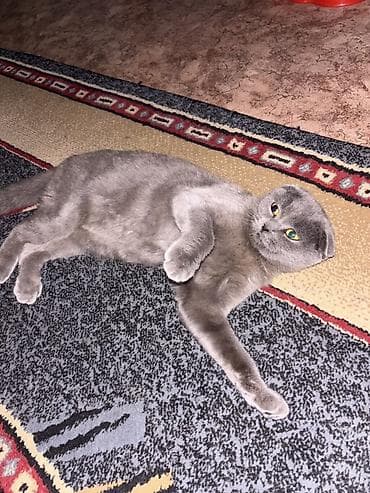 Мышыктар: Шотландская вислоухая кошка (Scottish Fold), окрас голубой (серый — 2