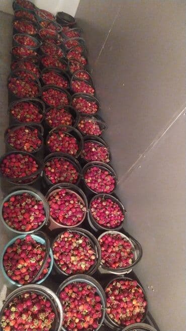 работа упаковщика бишкек: Кулпунай — 26