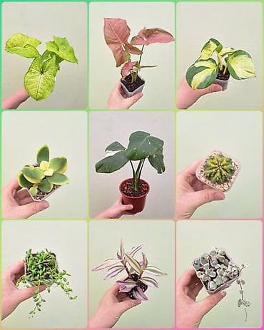 инкубатор луппер: • Комнатные растения (укоренённые черенки/детки/молодые — 1