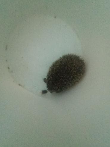 отель для собак: Ежик (маленький). - Домашний питомец-компаньон с естественным образом — 2