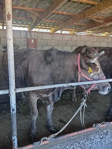 карова парода: Продаю | Корова (самка) | Швицкая | Для молока | Привязанные — 2
