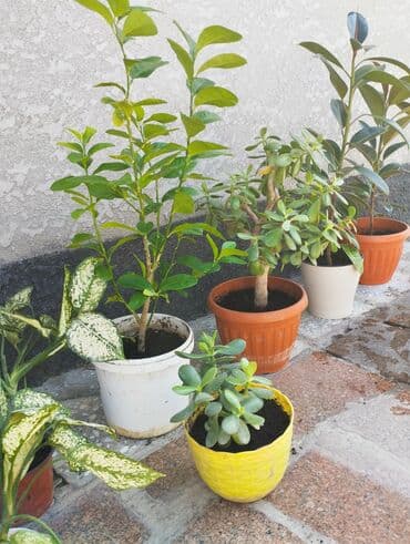 садовые цветы в бишкеке: Продаю цветы — 6