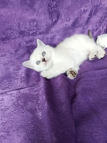 Мышыктар сатылат: Шотландские котятавозраст полтора месяца .Готовы переехать в новые — 2
