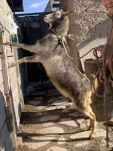 Продаю | Козёл (самец) | Для разведения