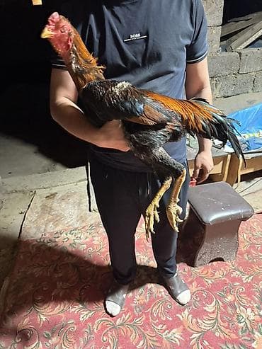 китайские бойцовые петухи: Продаю | Петух | Бойцовая | Для разведения — 3