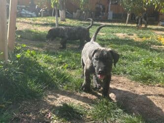 кане корсо купить щенка: Щенки Presa kanario - Очаровательные щенки с тигровым и однотонным — 8