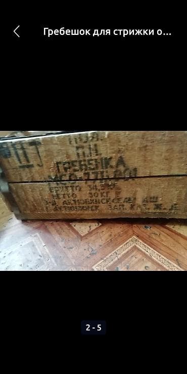 волчьи зубы: Продаю | Баран (самец) — 2