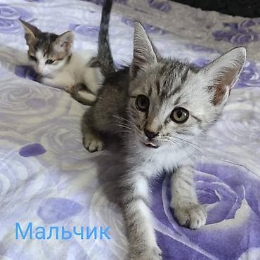 Отдам даром. Возраст- 3 месяца . уже кушают самостоятельно, в лоток — 8
