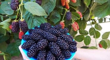 емкость бак: Саженцы : Ежевика, Самовывоз — 4