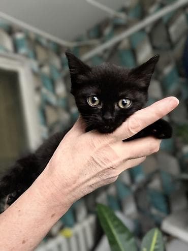 Мышыктар: Ищу маму и папу… ❤️ Я — маленький пушистый котенок, метис с персидской — 1