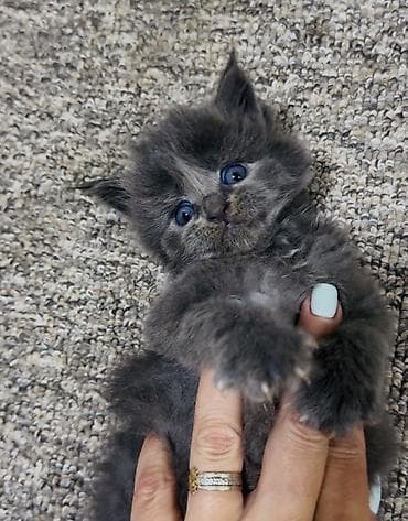 веслоухий кошка: Мейн-кун, 1 месяц, Девочка, Голубой, Приучена к лотку, Проглистована, С прививками — 2