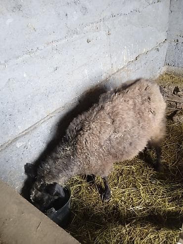 кролик декоративные: Продаю | Овца (самка) | Для разведения | Матка — 1