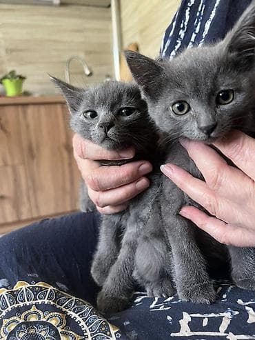 Котята, домашние, ручные. - Окрас: один угольно‑чёрный, двое — 3