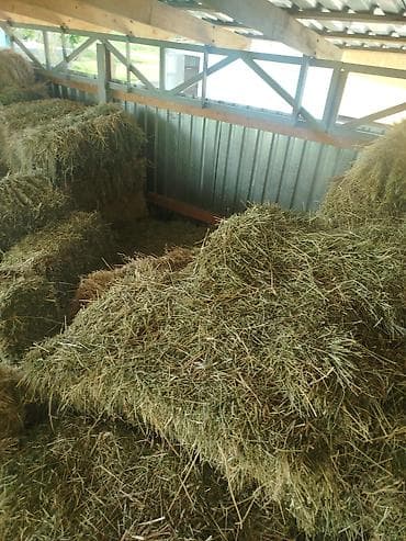 сено тюк клевер: Сено в тюках - Натуральное луговое сено, спрессованное в — 3