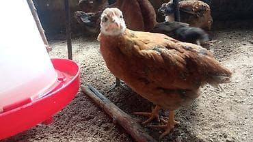 ак кой: Продаю | Куры | Бройлерная | На забой — 6