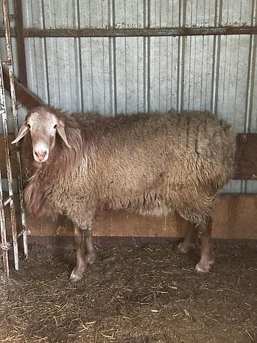 Аквариумдар: Сатам | Ургаачы кой (ургаачы) | Көбөйтүү үчүн — 1