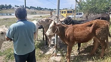 бык бычок: Продаю | Музоо, торпок | На откорм | Привязанные — 2
