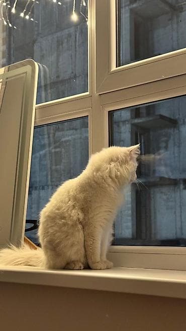 неделю: Ангорская, 1 год, Мальчик, Белый, Приучена к лотку — 2